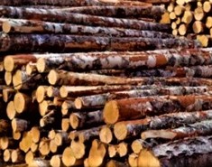 Muster-Holzbaurichtlinie
